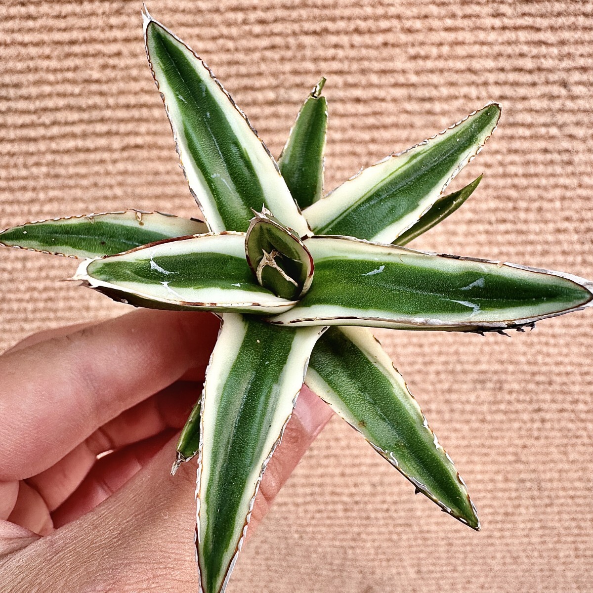 Lj_plants】Q785 多肉植物 アガベ 笹の雪丸叶氷山 特殊錦 覆輪錦 Lj_plants】Q785 多肉植物 アガベ 笹の雪丸叶氷山 特殊錦 覆輪錦