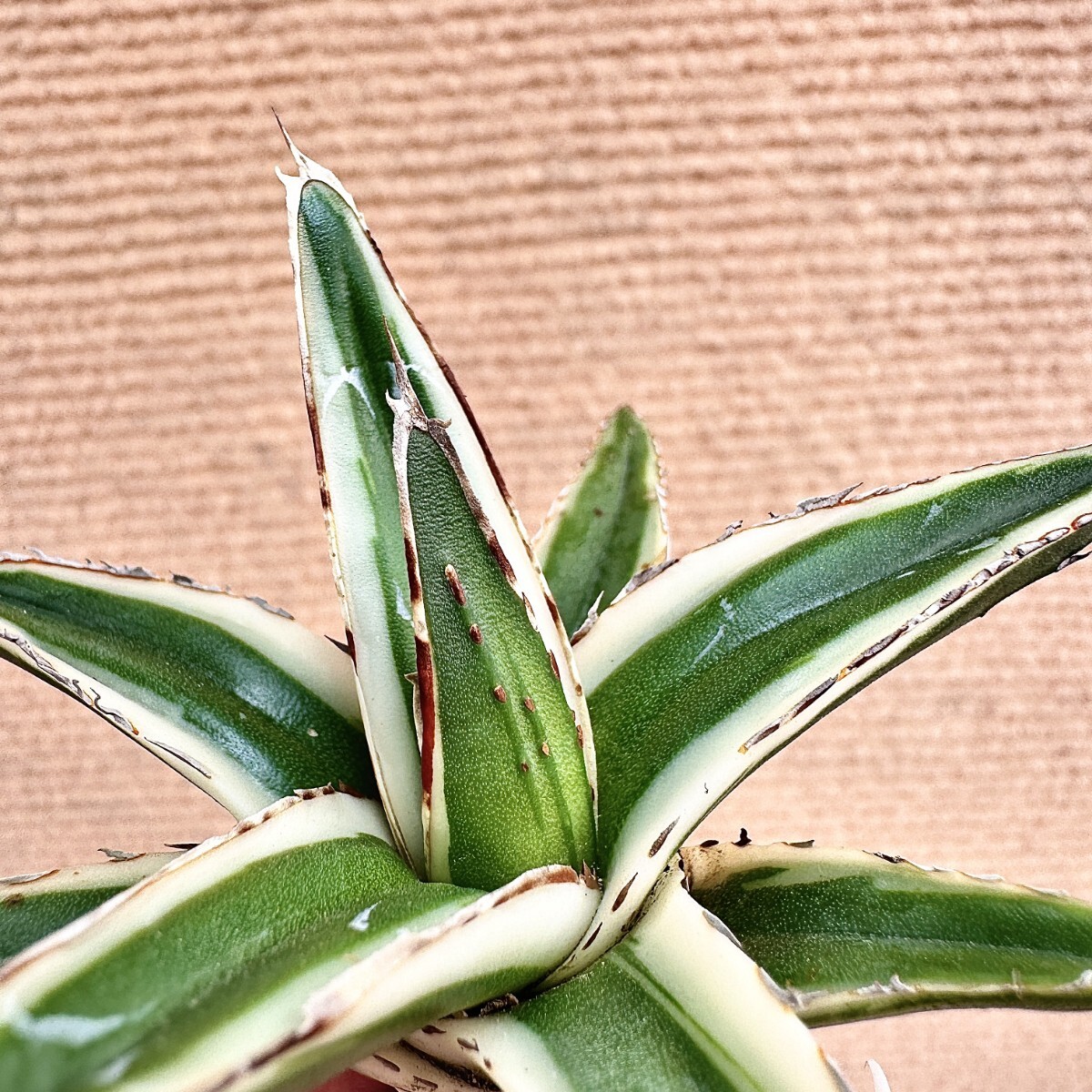 Lj_plants】Q785 多肉植物 アガベ 笹の雪丸叶氷山 特殊錦 覆輪錦 Lj_plants】Q785 多肉植物 アガベ 笹の雪丸叶氷山 特殊錦 覆輪錦