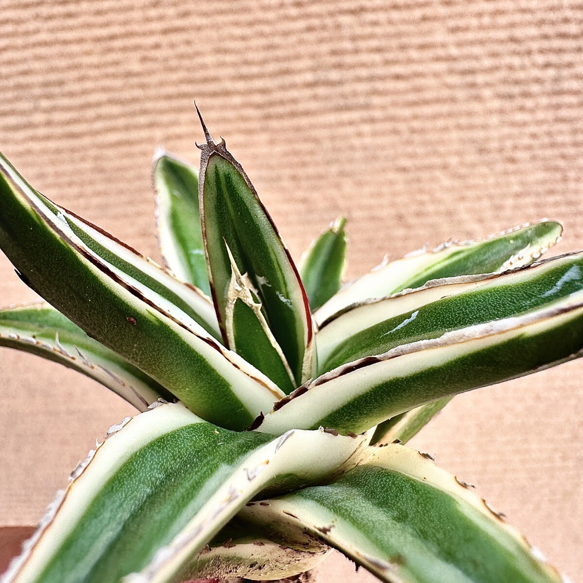 Lj_plants】Q785 多肉植物 アガベ 笹の雪丸叶氷山 特殊錦 覆輪錦 Lj_plants】Q785 多肉植物 アガベ 笹の雪丸叶氷山 特殊錦 覆輪錦