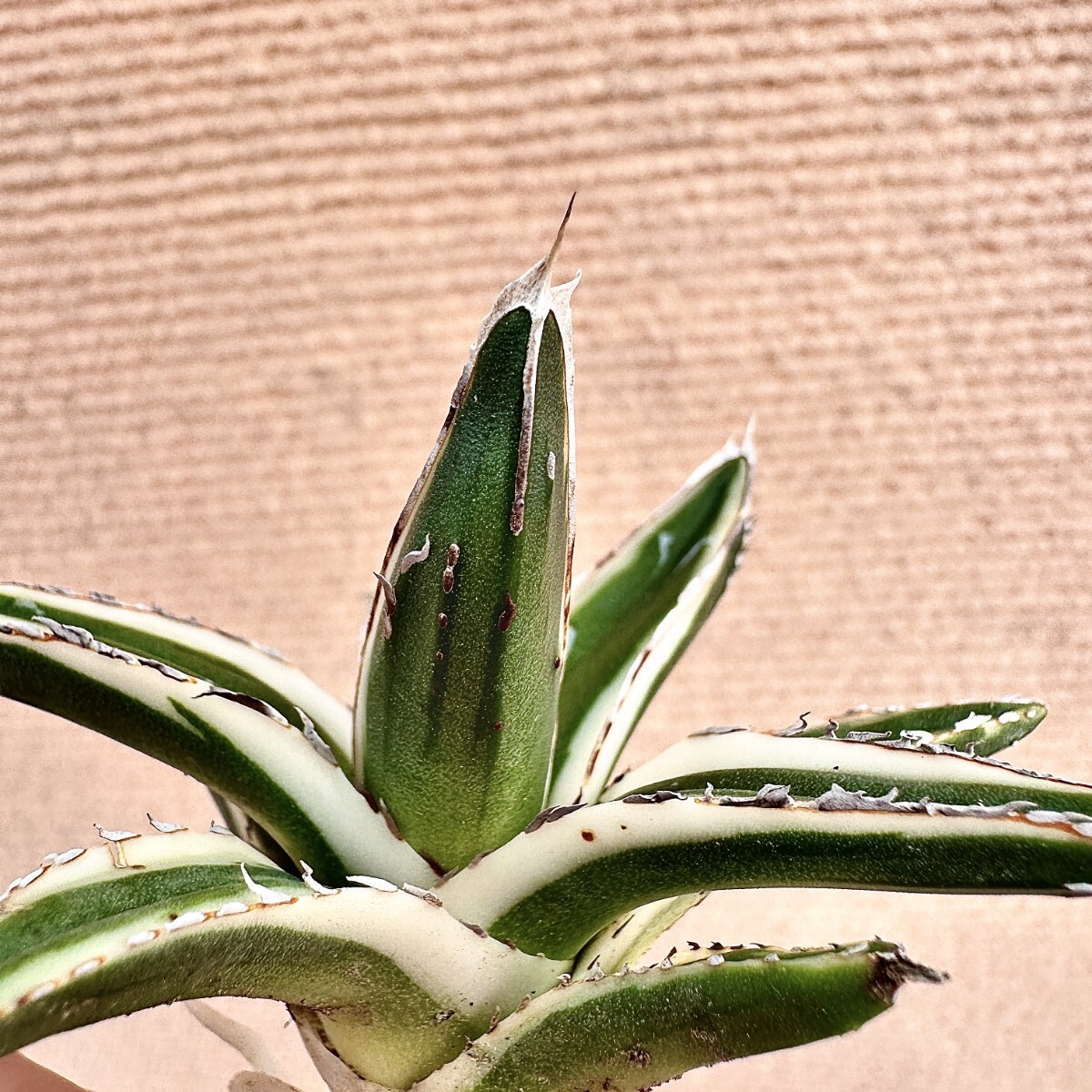 Lj_plants】Q785 多肉植物 アガベ 笹の雪丸叶氷山 特殊錦 覆輪錦 Lj_plants】Q785 多肉植物 アガベ 笹の雪丸叶氷山 特殊錦 覆輪錦