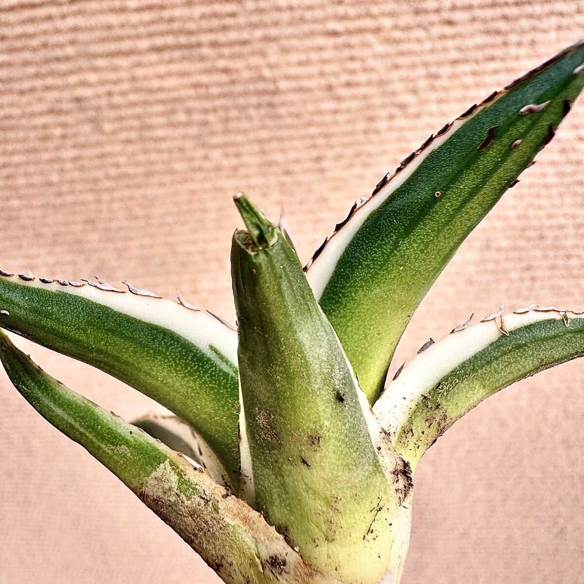 Lj_plants】Q785 多肉植物 アガベ 笹の雪丸叶氷山 特殊錦 覆輪錦 Lj_plants】Q785 多肉植物 アガベ 笹の雪丸叶氷山 特殊錦 覆輪錦