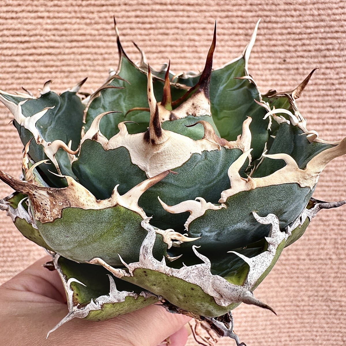 Lj_plants】Q756 激レア高級品種 アガベ チタノタ 白鯨 極上強棘 Lj_plants】Q756 激レア高級品種 アガベ チタノタ 白鯨 極上強棘
