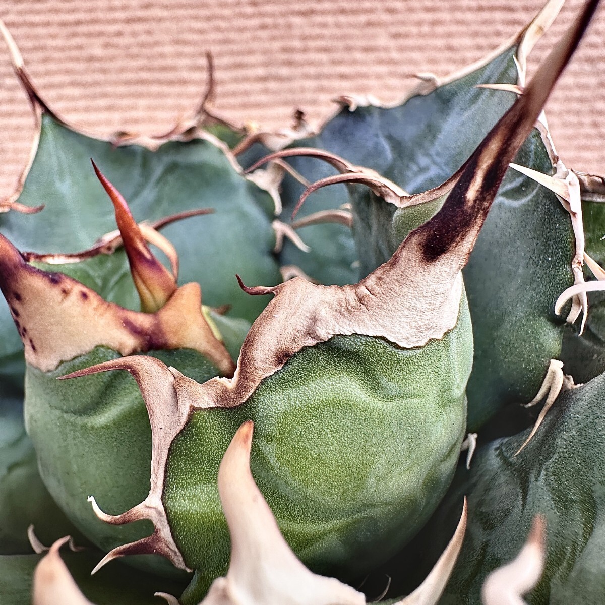 Lj_plants】Q756 激レア高級品種 アガベ チタノタ 白鯨 極上強棘 Lj_plants】Q756 激レア高級品種 アガベ チタノタ 白鯨 極上強棘
