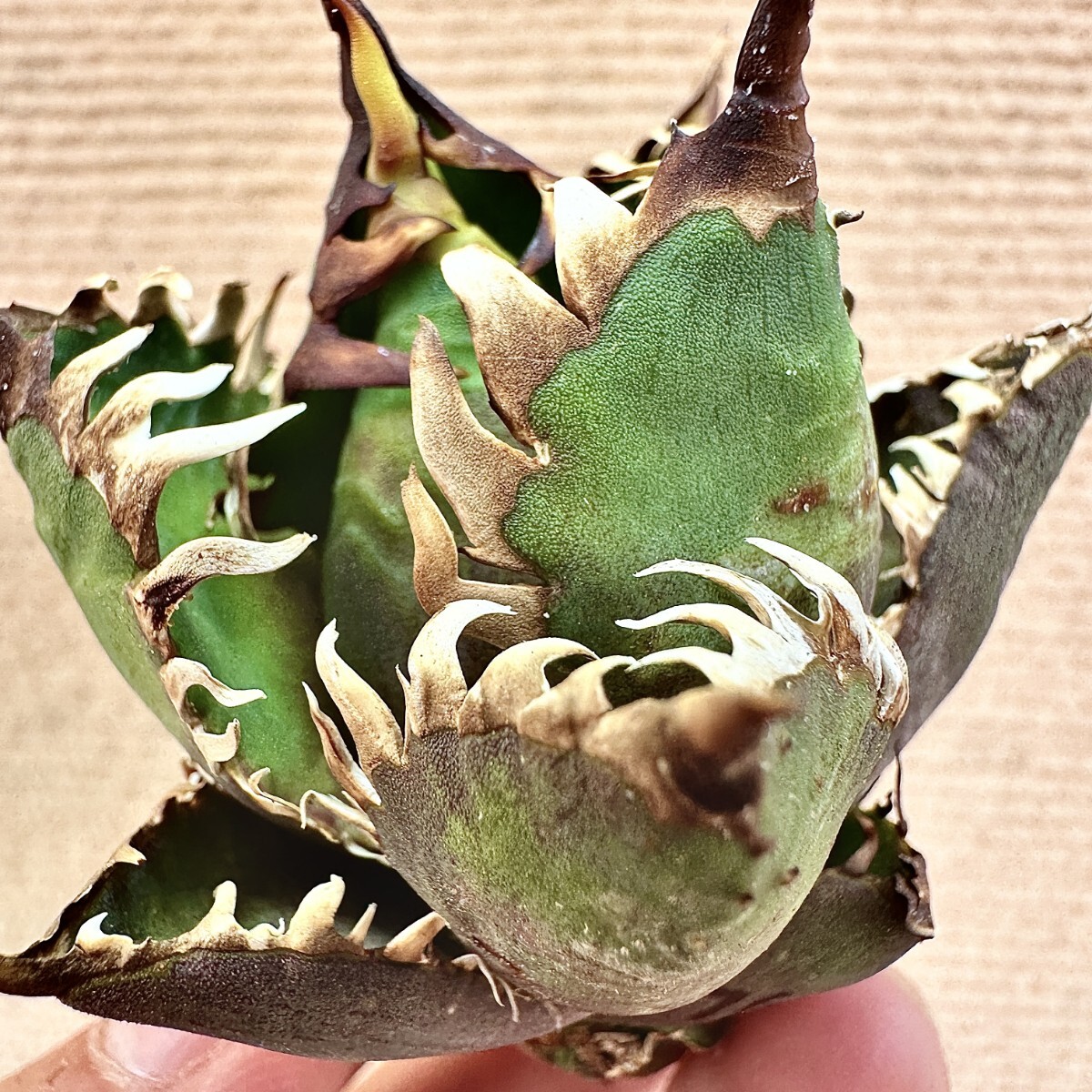 Lj_plants】Q714 激レア高級品種 アガベ チタノタ レッド Lj_plants】Q714 激レア高級品種 アガベ チタノタ レッド