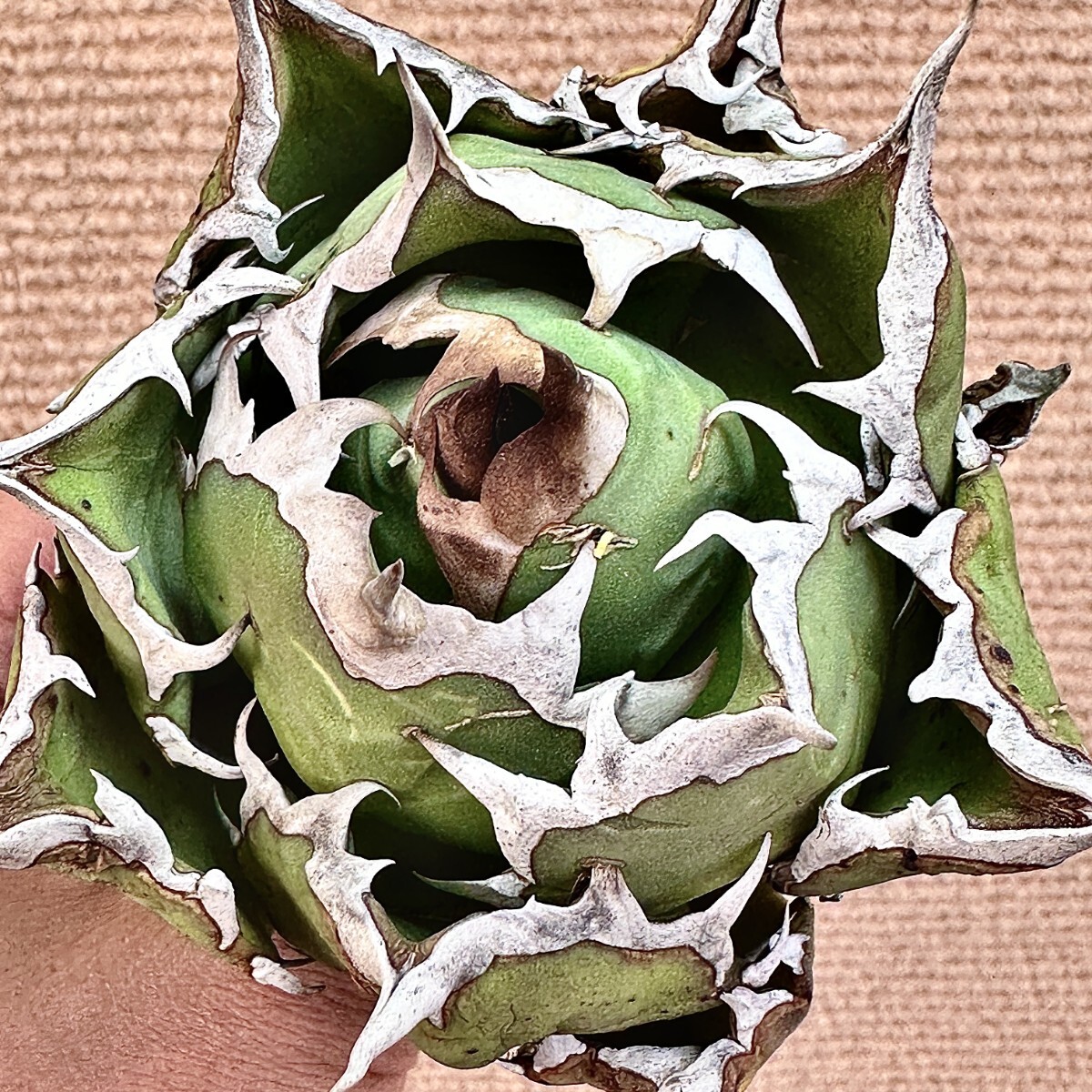 Lj_plants】Q734 特選 アガベ チタノタ 姫厳竜 良の血統 極上株 Lj_plants】Q734 特選 アガベ チタノタ 姫厳竜 良の血統 極上株