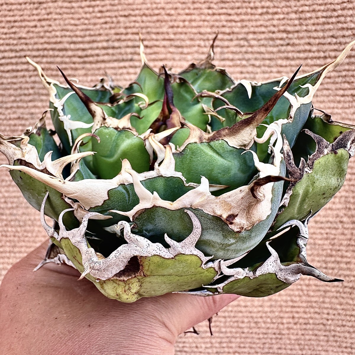 Lj_plants】Q856 激レア高級品種 アガベ チタノタ 白鯨 極上強棘 Lj_plants】Q856 激レア高級品種 アガベ チタノタ 白鯨 極上強棘
