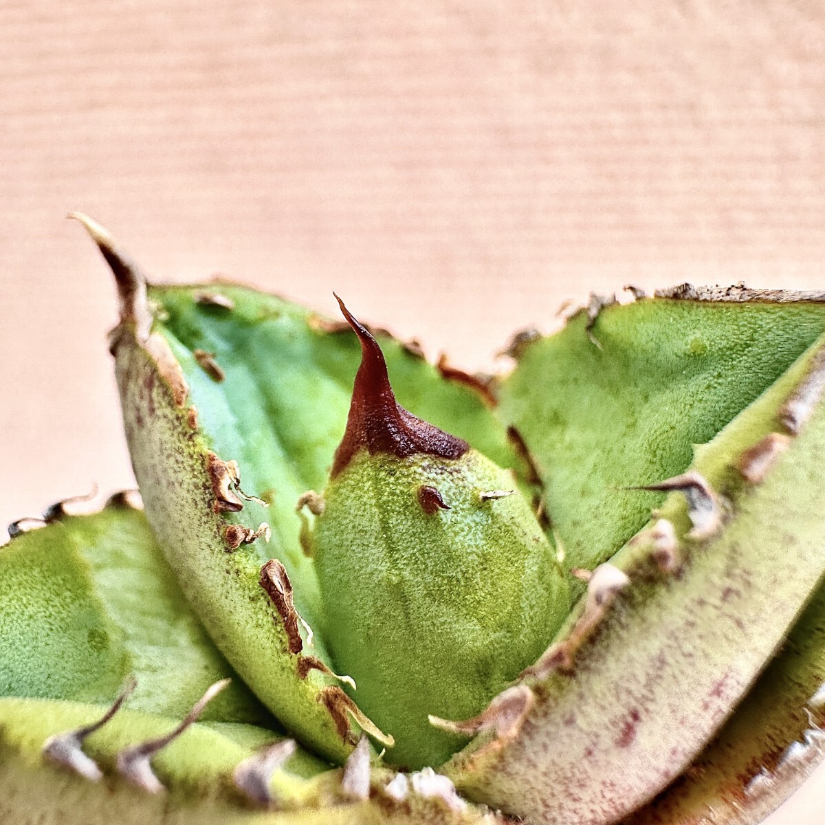 Lj_plants】Q843 多肉植物 アガベ チタノタ Agave titanota'Hyou Lj_plants】Q843 多肉植物 アガベ チタノタ Agave titanota'Hyou