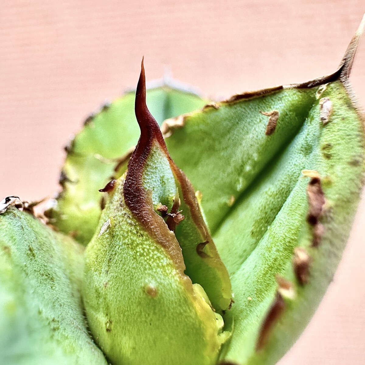Lj_plants】Q843 多肉植物 アガベ チタノタ Agave titanota'Hyou Lj_plants】Q843 多肉植物 アガベ チタノタ Agave titanota'Hyou