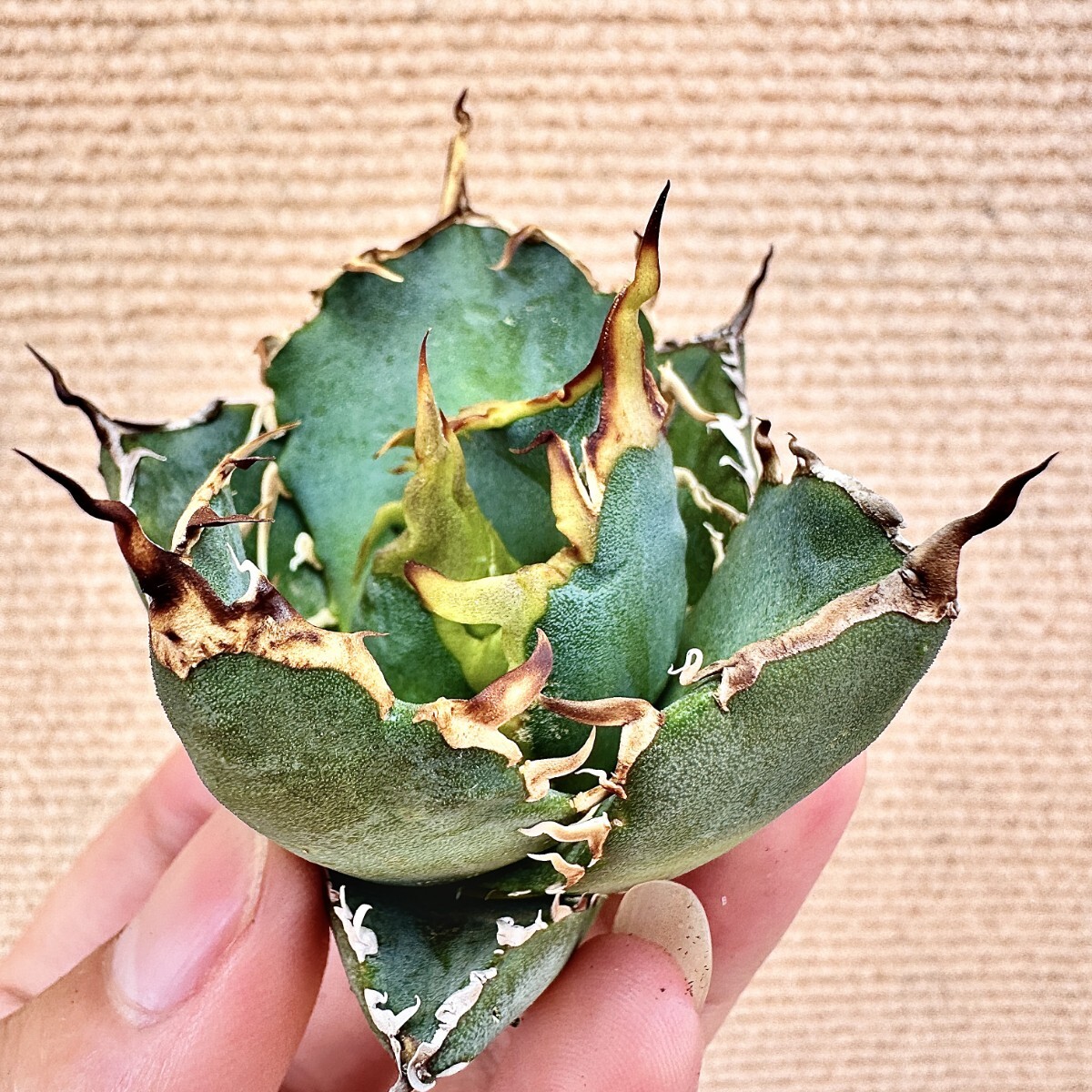 Lj_plants】Q873 激レア高級品種 アガベ チタノタ 白鯨 極上強棘 Lj_plants】Q873 激レア高級品種 アガベ チタノタ 白鯨 極上強棘