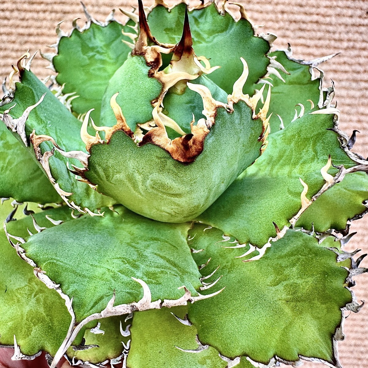 Lj_plants】Q814 特選 アガベ チタノタ フィリグリー 圓葉拇指 Lj_plants】Q814 特選 アガベ チタノタ フィリグリー 圓葉拇指