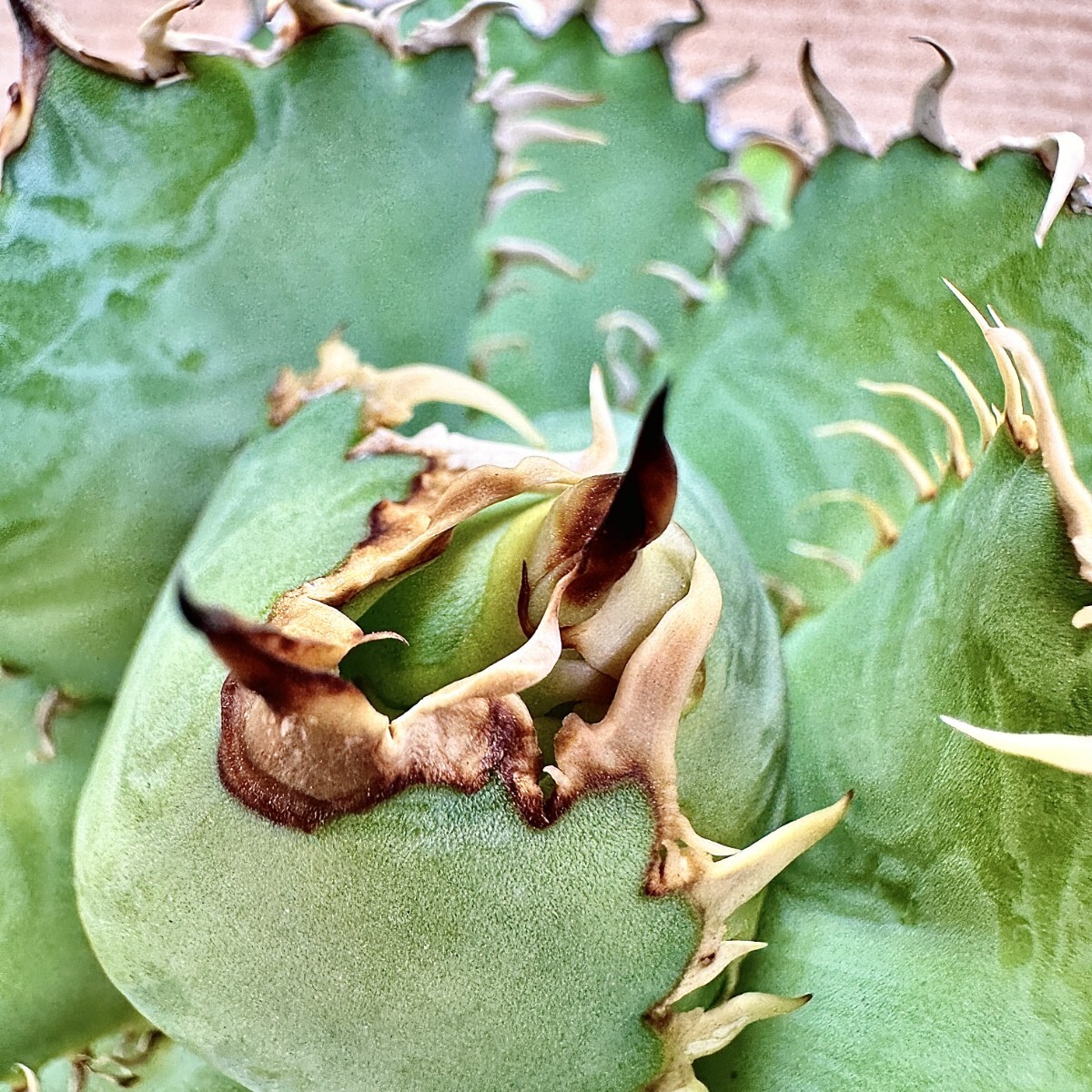 Lj_plants】Q814 特選 アガベ チタノタ フィリグリー 圓葉拇指 Lj_plants】Q814 特選 アガベ チタノタ フィリグリー 圓葉拇指