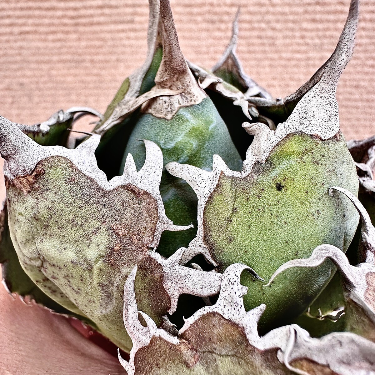 Lj_plants】Q896 激レア高級品種 アガベ チタノタ 白鯨 極上強棘 Lj_plants】Q896 激レア高級品種 アガベ チタノタ 白鯨 極上強棘