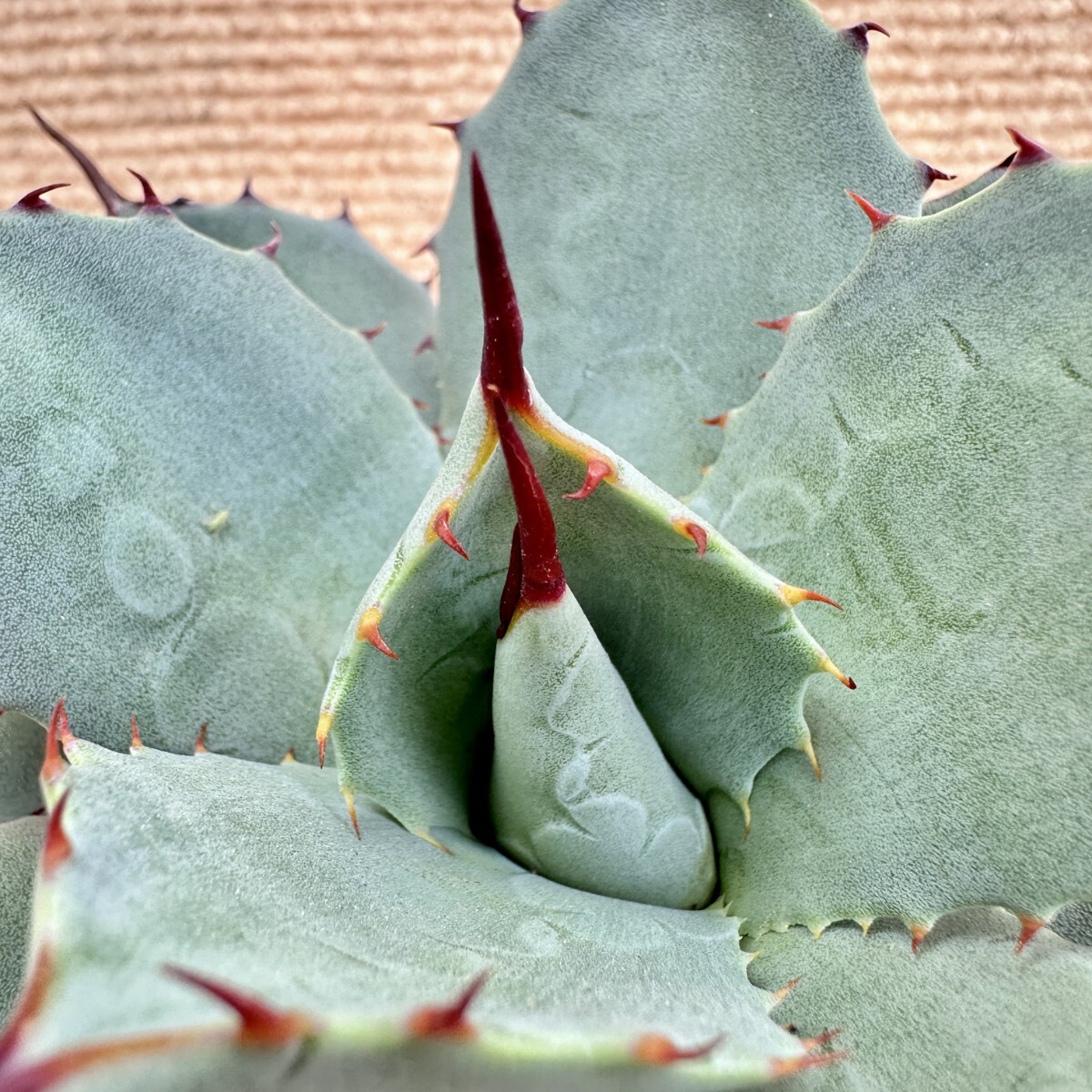 Lj_plants】Q825 多肉植物 アガベ 吉祥天パリー ホーチエンシス Lj_plants】Q825 多肉植物 アガベ 吉祥天パリー ホーチエンシス