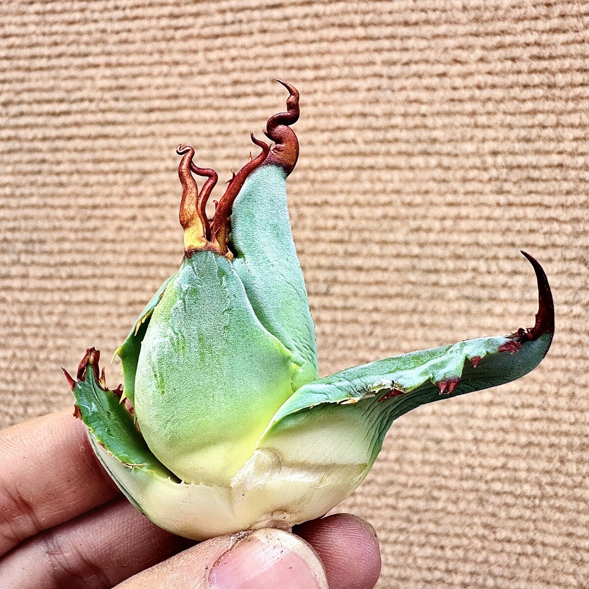 Lj_plants】Q984 激レア高級品種 アガベ 多肉植物 'Spawn Lj_plants】Q984 激レア高級品種 アガベ 多肉植物 'Spawn