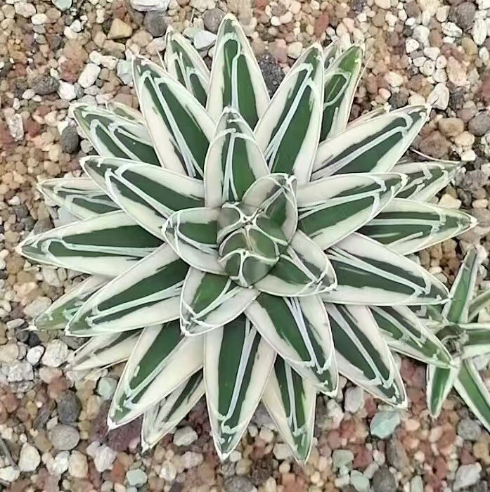 Lj_plants】Q785 多肉植物 アガベ 笹の雪丸叶氷山 特殊錦 覆輪錦 Lj_plants】Q785 多肉植物 アガベ 笹の雪丸叶氷山 特殊錦 覆輪錦