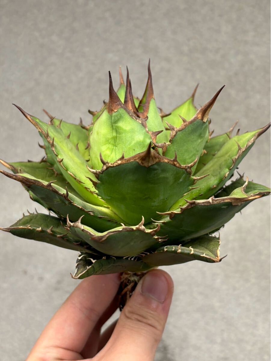 004-1アガベ 多肉植物 良形チタノタ fo-076 検(悪魔くん 白犀牛 004-1アガベ 多肉植物 良形チタノタ fo-076 検(悪魔くん 白犀牛
