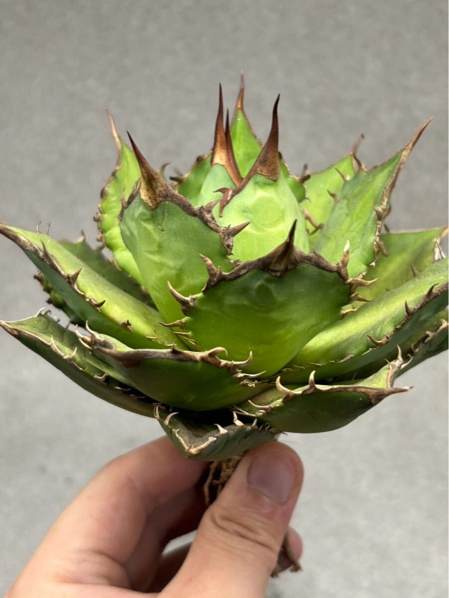 004-2アガベ 多肉植物 良形チタノタ fo-076 検(悪魔くん 白犀牛 004-2アガベ 多肉植物 良形チタノタ fo-076 検(悪魔くん 白犀牛