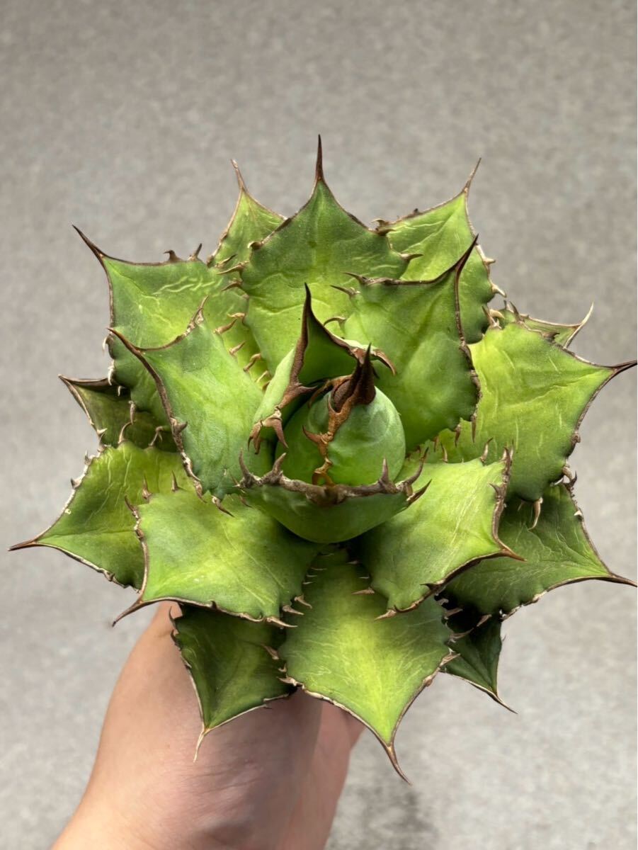 004-2アガベ 多肉植物 良形チタノタ fo-076 検(悪魔くん 白犀牛 004-2アガベ 多肉植物 良形チタノタ fo-076 検(悪魔くん 白犀牛