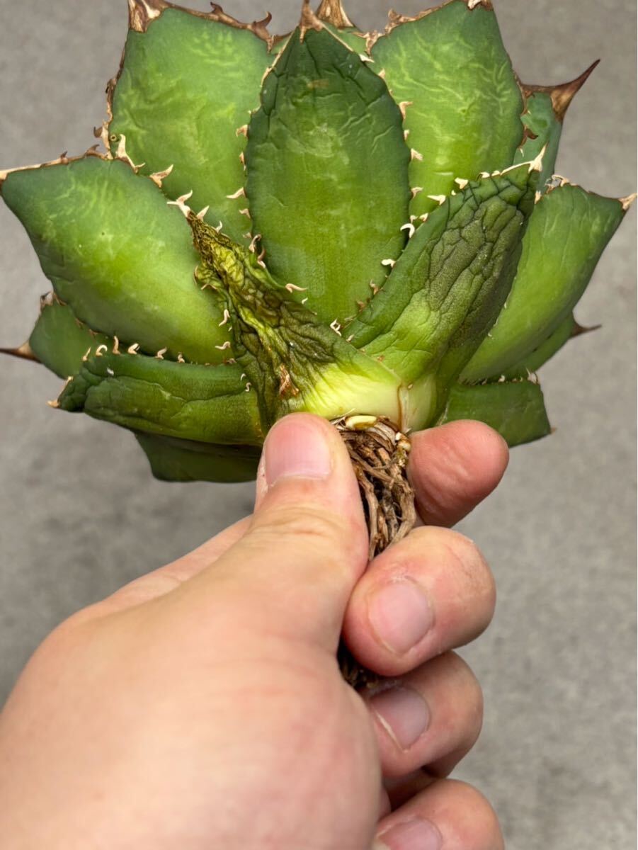 004-2アガベ 多肉植物 良形チタノタ fo-076 検(悪魔くん 白犀牛 004-2アガベ 多肉植物 良形チタノタ fo-076 検(悪魔くん 白犀牛
