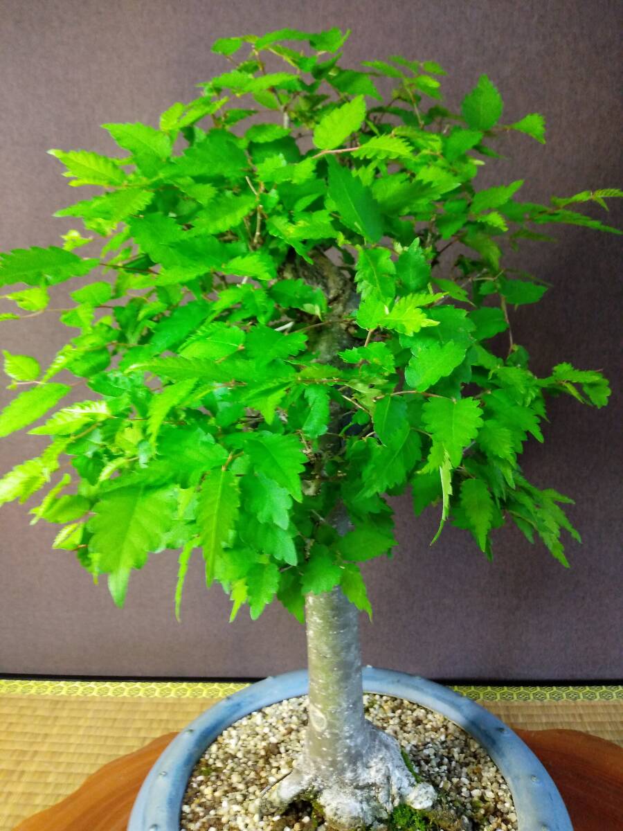 item_image_8