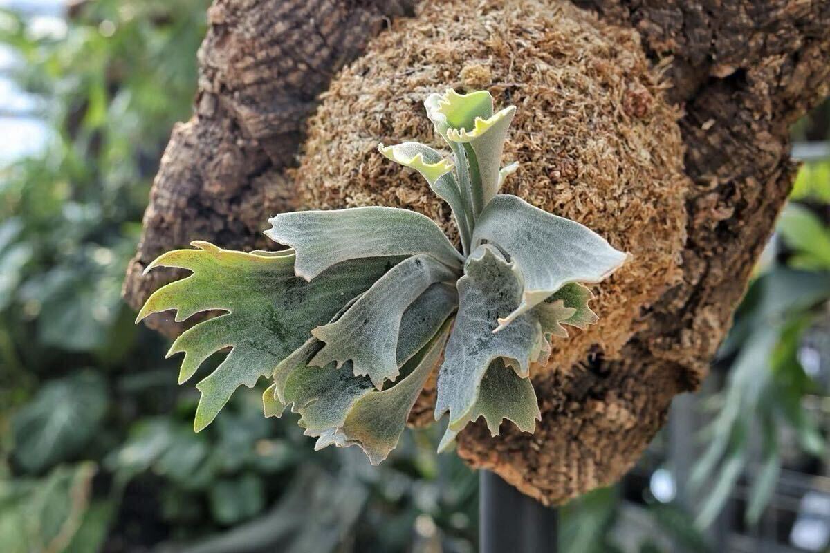 3【平凡之鹿】ビカクシダ Platycerium 台湾輸入株 タグ付き 3【平凡之鹿】ビカクシダ Platycerium 台湾輸入株 タグ付き