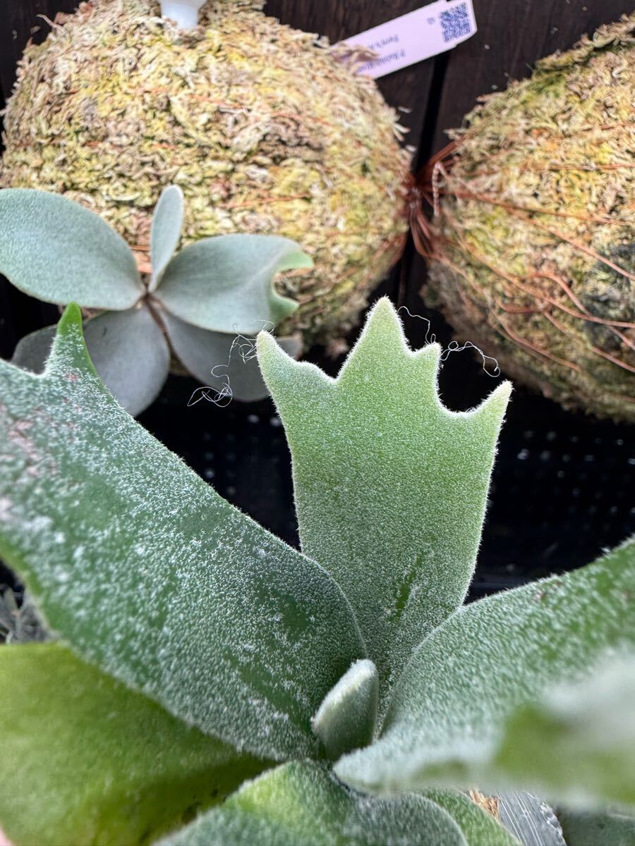 4【平凡之鹿】ビカクシダ Platycerium 台湾輸入株 タグ付き 4【平凡之鹿】ビカクシダ Platycerium 台湾輸入株 タグ付き