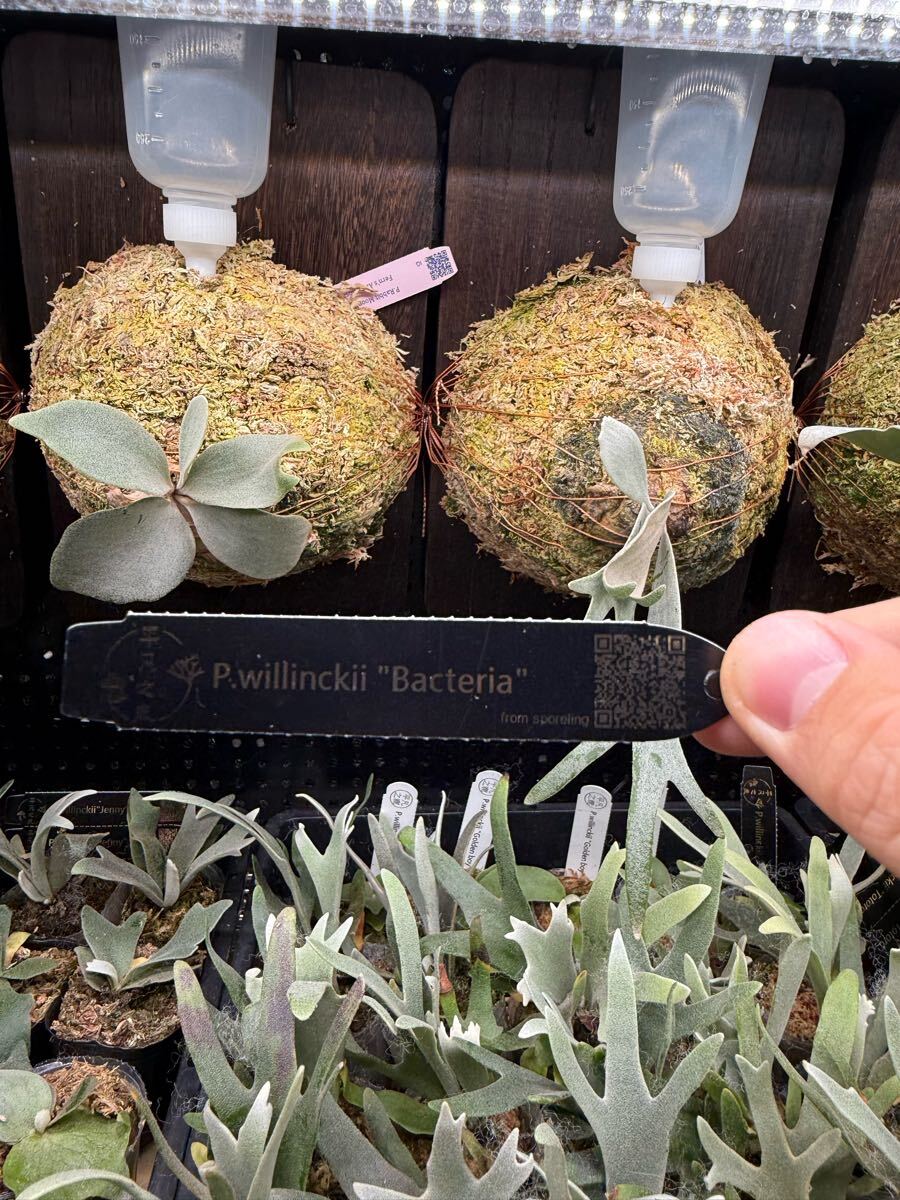 4【平凡之鹿】ビカクシダ Platycerium 台湾輸入株 タグ付き 4【平凡之鹿】ビカクシダ Platycerium 台湾輸入株 タグ付き