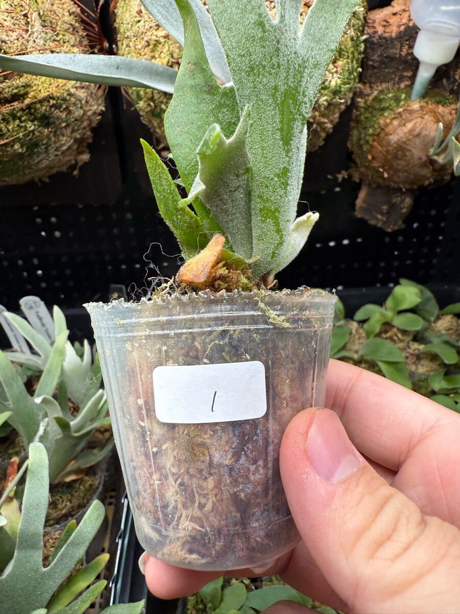 1【平凡之鹿】ビカクシダ Platycerium 台湾輸入株 タグ付き ウィ 1【平凡之鹿】ビカクシダ Platycerium 台湾輸入株 タグ付き ウィ