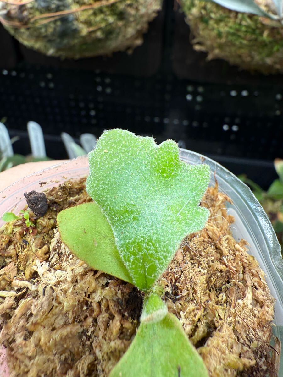 1【平凡之鹿】ビカクシダ Platycerium 台湾輸入株 タグ付き 1【平凡之鹿】ビカクシダ Platycerium 台湾輸入株 タグ付き