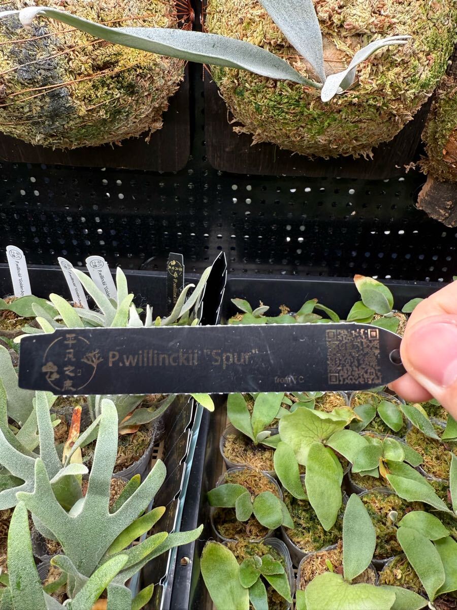 1【平凡之鹿】ビカクシダ Platycerium 台湾輸入株 タグ付き 1【平凡之鹿】ビカクシダ Platycerium 台湾輸入株 タグ付き