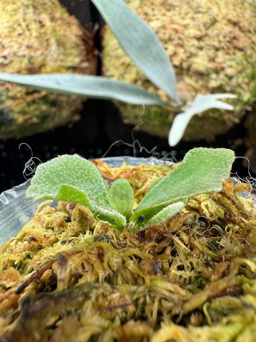 2【平凡之鹿】ビカクシダ Platycerium 台湾輸入株 タグ付き 2【平凡之鹿】ビカクシダ Platycerium 台湾輸入株 タグ付き