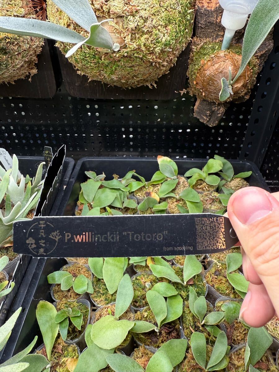 2【平凡之鹿】ビカクシダ Platycerium 台湾輸入株 タグ付き 2【平凡之鹿】ビカクシダ Platycerium 台湾輸入株 タグ付き