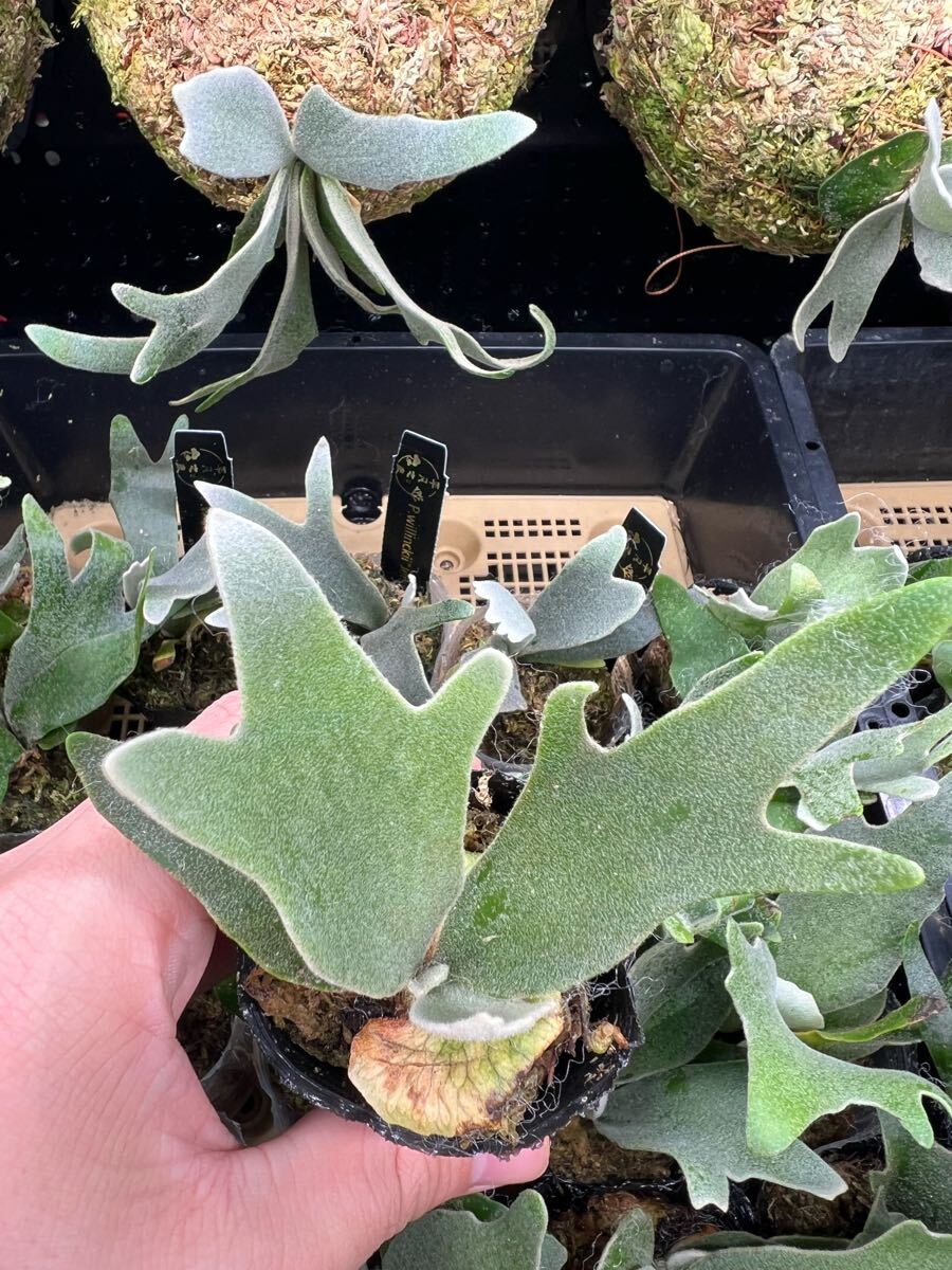 6【平凡之鹿】ビカクシダ Platycerium 台湾輸入株 タグ付き ウィ 6【平凡之鹿】ビカクシダ Platycerium 台湾輸入株 タグ付き ウィ