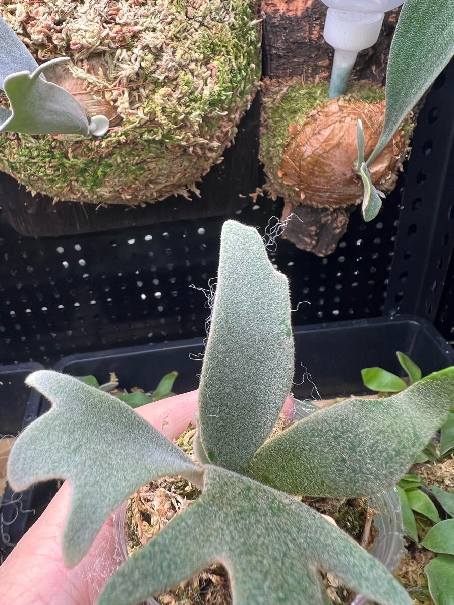8【平凡之鹿】ビカクシダ Platycerium 台湾輸入株 タグ付き 8【平凡之鹿】ビカクシダ Platycerium 台湾輸入株 タグ付き