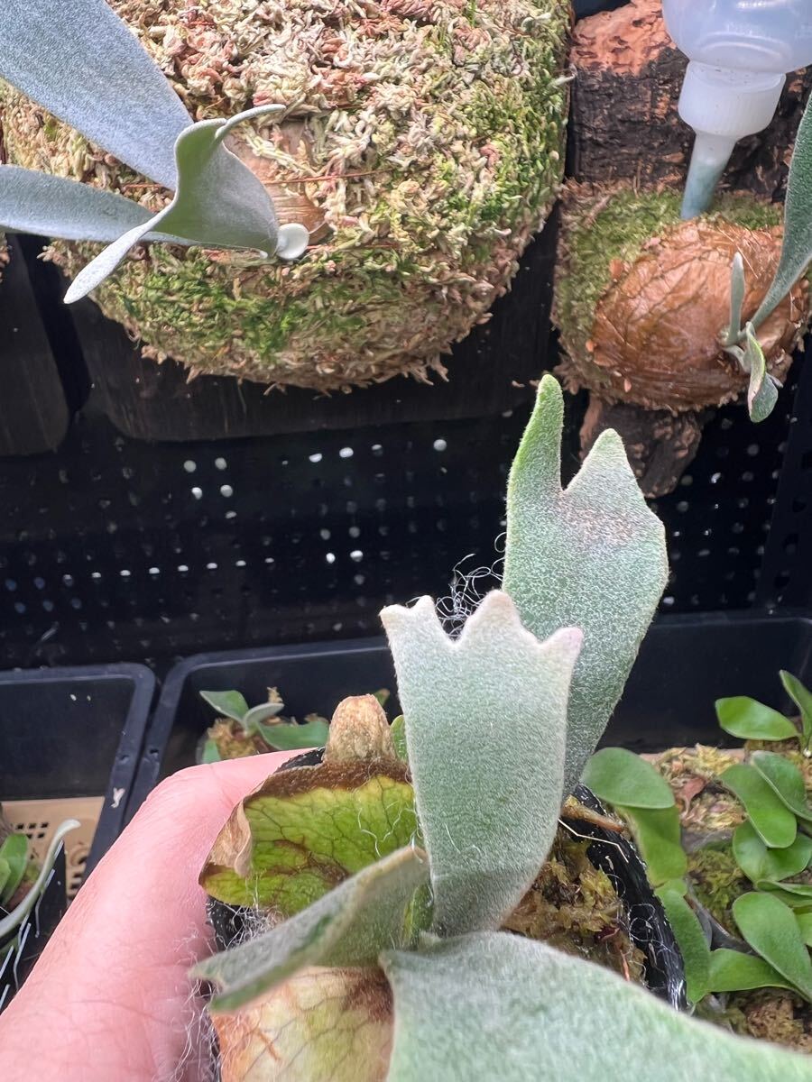 7【平凡之鹿】ビカクシダ Platycerium 台湾輸入株 タグ付き 7【平凡之鹿】ビカクシダ Platycerium 台湾輸入株 タグ付き