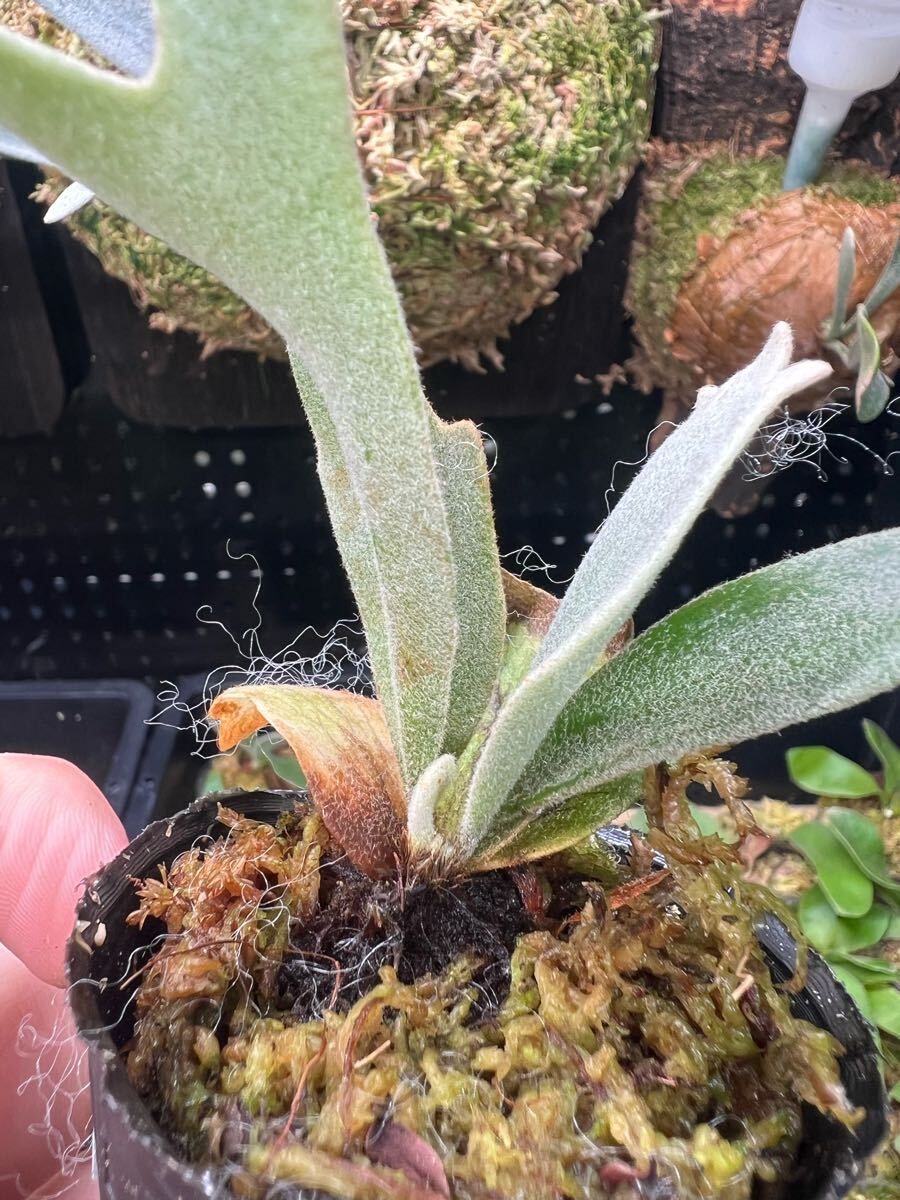 7【平凡之鹿】ビカクシダ Platycerium 台湾輸入株 タグ付き 7【平凡之鹿】ビカクシダ Platycerium 台湾輸入株 タグ付き