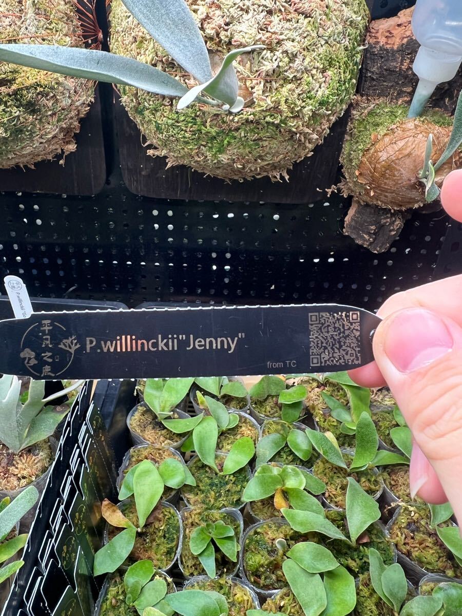 7【平凡之鹿】ビカクシダ Platycerium 台湾輸入株 タグ付き 7【平凡之鹿】ビカクシダ Platycerium 台湾輸入株 タグ付き