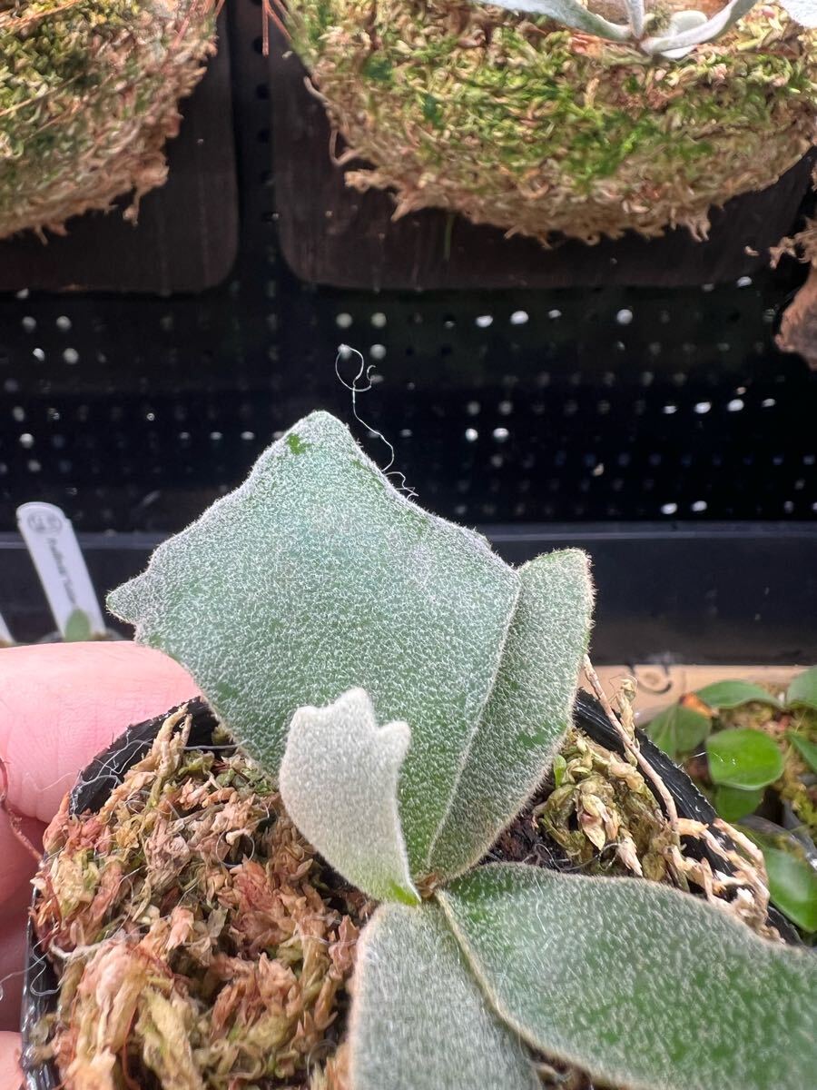 6【平凡之鹿】ビカクシダ Platycerium 台湾輸入タグ付き 6【平凡之鹿】ビカクシダ Platycerium 台湾輸入タグ付き