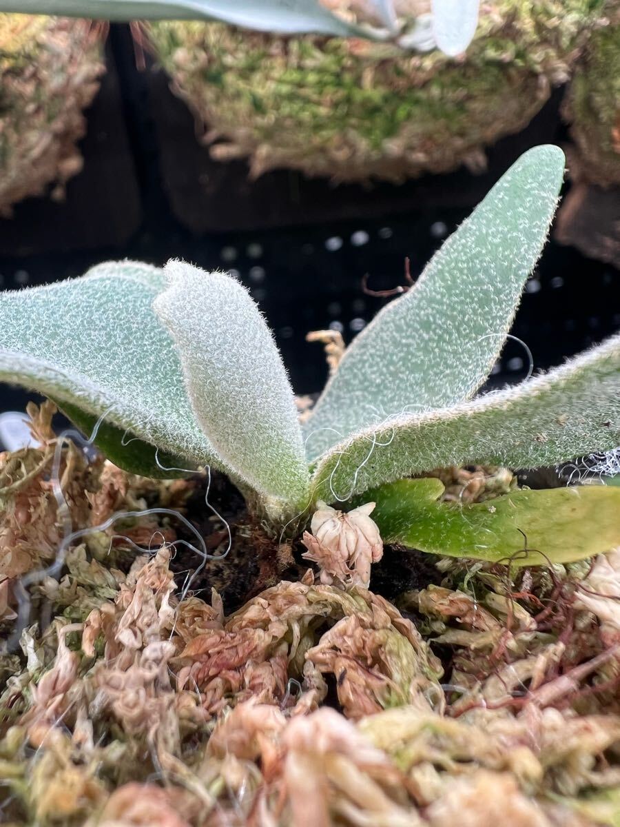 6【平凡之鹿】ビカクシダ Platycerium 台湾輸入タグ付き 6【平凡之鹿】ビカクシダ Platycerium 台湾輸入タグ付き