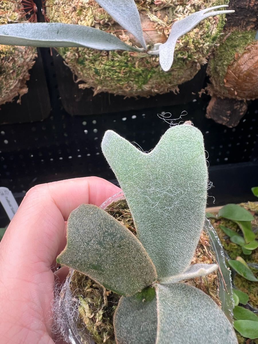 5【平凡之鹿】ビカクシダ Platycerium 台湾輸入タグ付き 5【平凡之鹿】ビカクシダ Platycerium 台湾輸入タグ付き