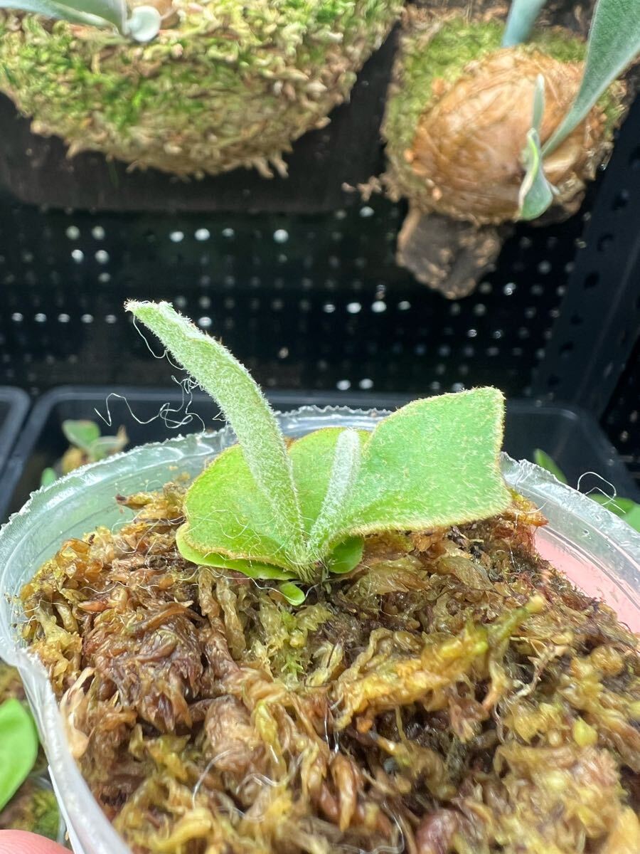 4【平凡之鹿】ビカクシダ Platycerium 台湾輸入株 タグ付き 4【平凡之鹿】ビカクシダ Platycerium 台湾輸入株 タグ付き