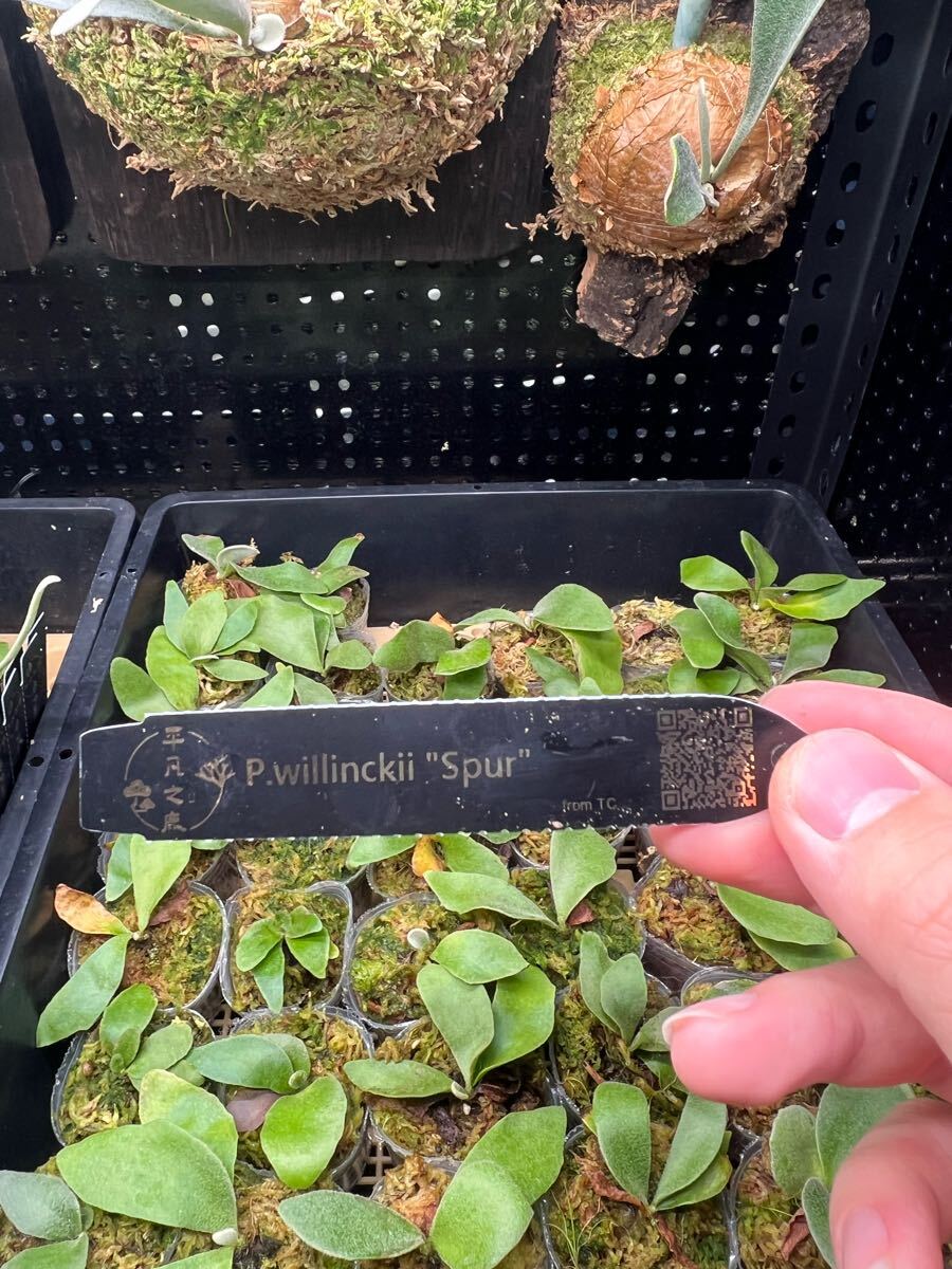 4【平凡之鹿】ビカクシダ Platycerium 台湾輸入株 タグ付き 4【平凡之鹿】ビカクシダ Platycerium 台湾輸入株 タグ付き