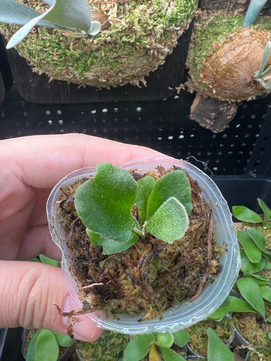 3【平凡之鹿】ビカクシダ Platycerium 台湾輸入株 タグ付き 3【平凡之鹿】ビカクシダ Platycerium 台湾輸入株 タグ付き