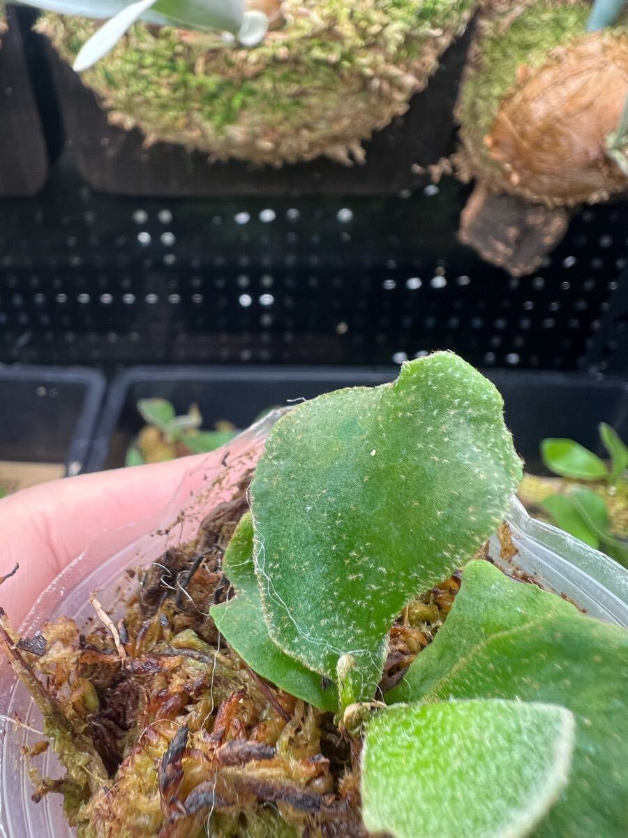 3【平凡之鹿】ビカクシダ Platycerium 台湾輸入株 タグ付き 3【平凡之鹿】ビカクシダ Platycerium 台湾輸入株 タグ付き