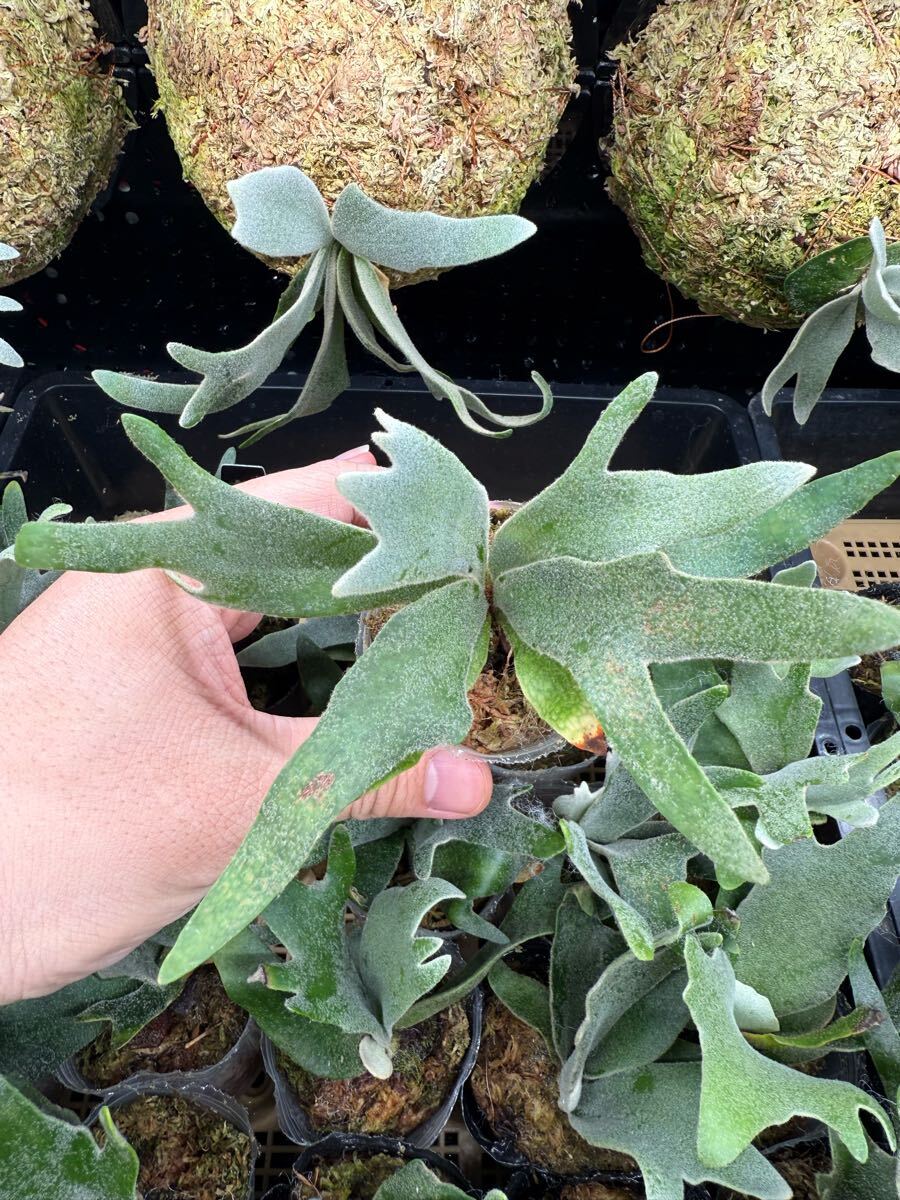 5【平凡之鹿】ビカクシダ Platycerium 台湾輸入株 タグ付き 5【平凡之鹿】ビカクシダ Platycerium 台湾輸入株 タグ付き