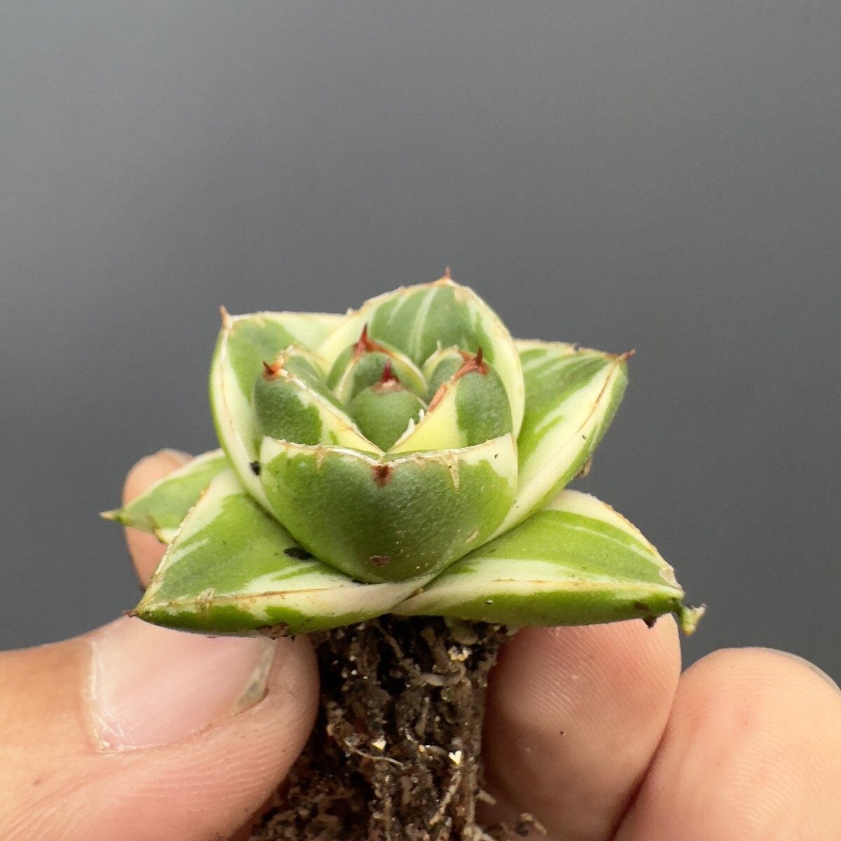 V60 【青田園芸】SS級 多肉植物 アガベ ピンキー 王妃笹の雪A型 V60 【青田園芸】SS級 多肉植物 アガベ ピンキー 王妃笹の雪A型