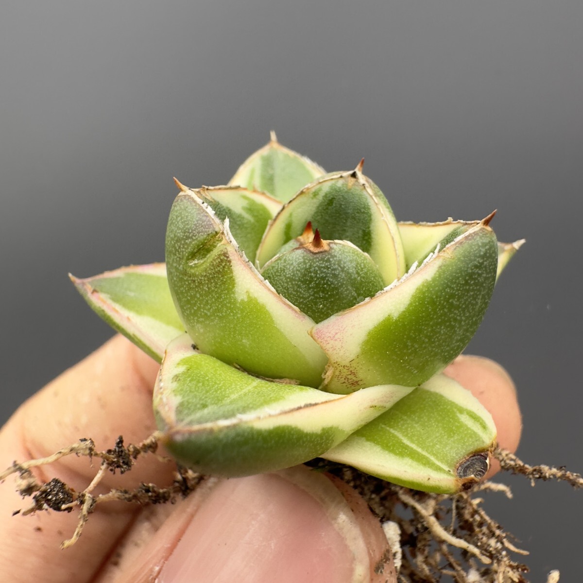 X62 【青田園芸】 多肉植物 アガベ ピンキー 王妃笹の雪A型 白 X62 【青田園芸】 多肉植物 アガベ ピンキー 王妃笹の雪A型 白