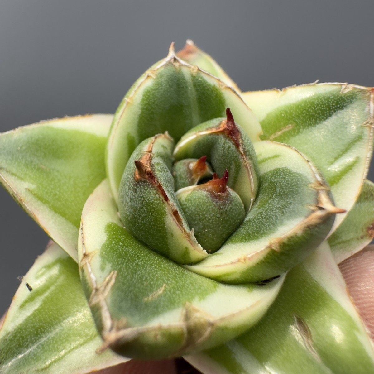 Z59 【青田園芸】 多肉植物 アガベ ピンキー 王妃笹の雪A型 白 Z59 【青田園芸】 多肉植物 アガベ ピンキー 王妃笹の雪A型 白