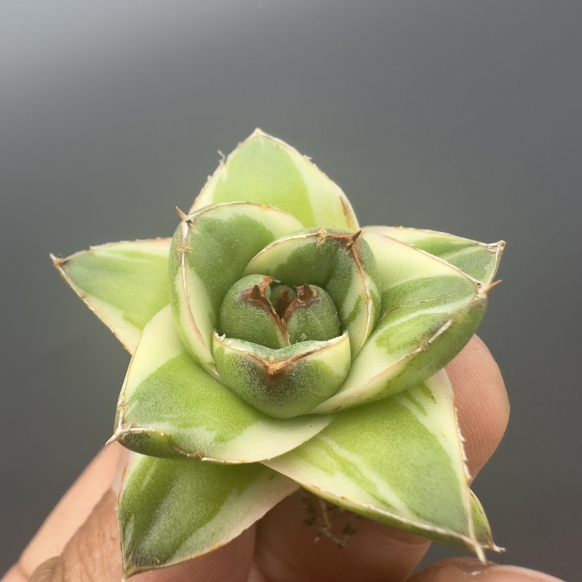 O63 【青田園芸】 多肉植物 アガベ ピンキー 王妃笹の雪A型 白 O63 【青田園芸】 多肉植物 アガベ ピンキー 王妃笹の雪A型 白