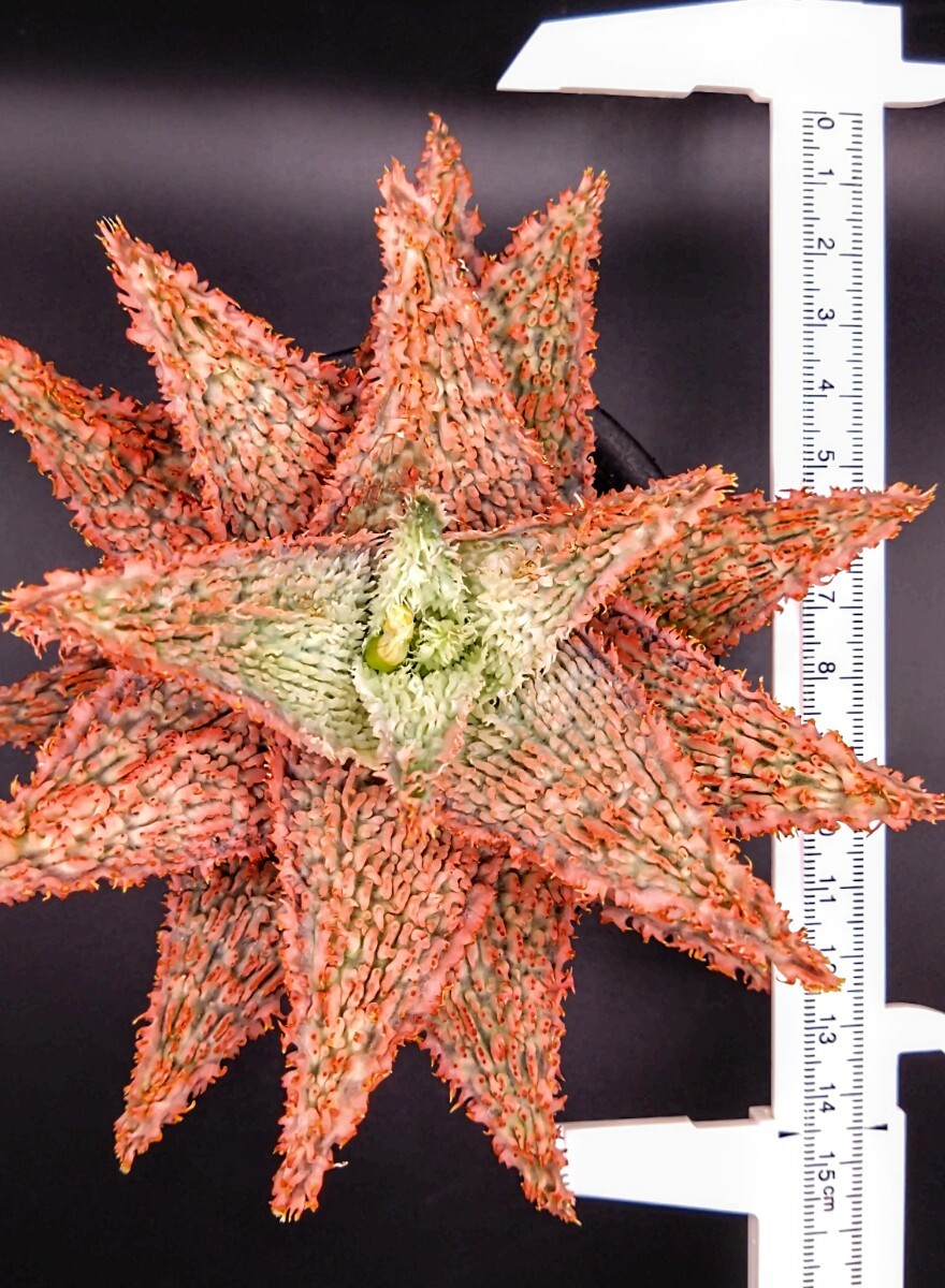 現品大株】アロエ ハイブリッド 'テンプラ' Aloe hybrid Tempura 現品大株】アロエ ハイブリッド 'テンプラ' Aloe hybrid Tempura